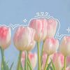 tulip_lip_lip