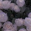 rose_padle2