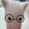 gatoconlentesnegros
