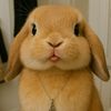 lovebunny_2410