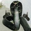 alvnbncimurahn