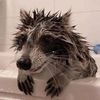 fancy_juno