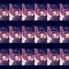 adelascc_