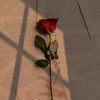 snowwhite_293