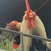 khiconyeuthuong