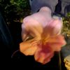 _rararra.20