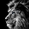 touseef.ur.rehman52