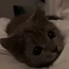 nhbvch