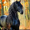 malik.fares0