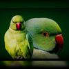 Viky Parrot Vlog