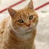 Cat Police