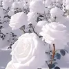 nancy.vazquez45