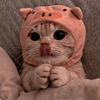 matt_love_cats