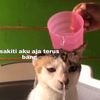 asaasaj