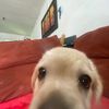 luisc7332