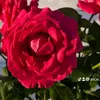 alice.le60