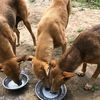 Sserwanga dogs rescue shelter