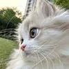 mutfuslkug0