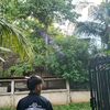 tinobaik1