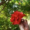 sumaiya_1613