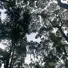 1009_.l.ngc.hn
