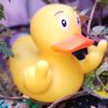 qwacky.qwack