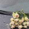 bayan_20005