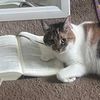 Fluffy Finds