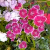 flowerflowerflower
