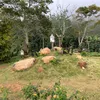 baovui8