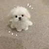 gisha_duongkieu