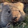AnimalsofTasmania