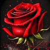 user1423083613155