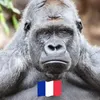patrice.kman