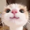 sawiya65