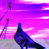 polypigeon_