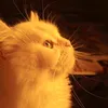 lioov00