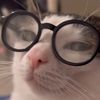 crunchycat_fan