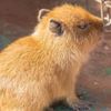 capibarainsana18