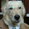 professor.doggg