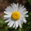 🌼🌼katoo🌼