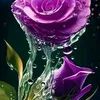 user4372081159458
