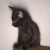 dark_mo0ds