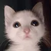 _sodameow_