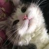 meww1112
