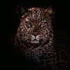 7amay_ic511