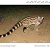 sultan.jaan08