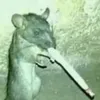 ratatyi_krisovich228559