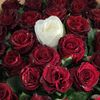 tkmlb_zilish