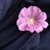 mavigul_mn